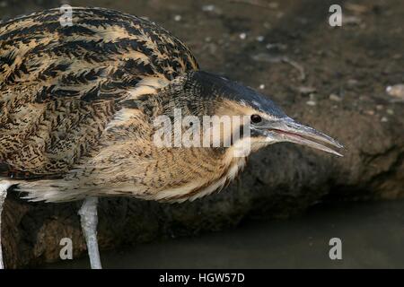 Primo piano di una Eurasian Botaurus stellaris trampolieri e pesca Foto Stock