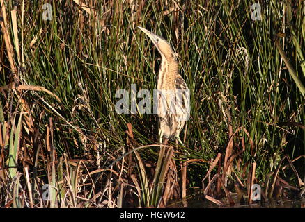 Alert Eurasian Botaurus stellaris la pesca a bordo dell'acqua Foto Stock