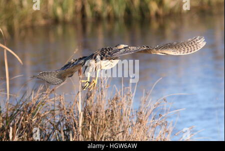 Eurasian Botaurus stellaris in decollo, rivolto lontano Foto Stock