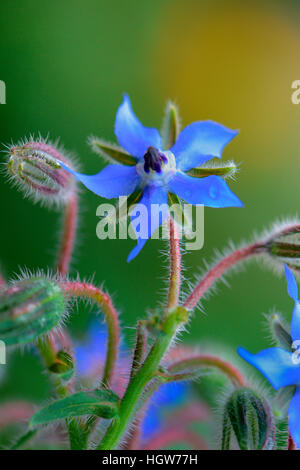 Borretsch, borragine officinalis Foto Stock