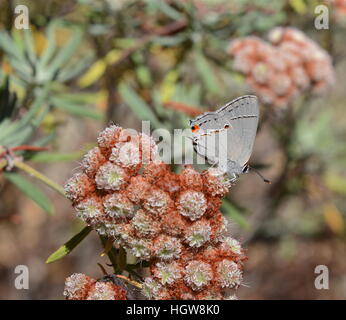 Un grey hairstreak alimentazione a farfalla sull isola di Santa Cruz fiore di grano saraceno in un giardino della fauna selvatica, San Diego, California Foto Stock