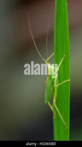 Oak bush-cricket (Meconema thalassinum) aggrappandosi ad una foglia Foto Stock