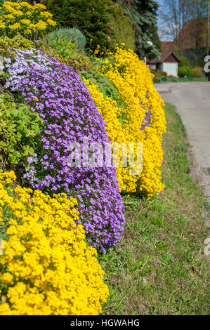 Aubrieta, Heilbronn-Franconia, Baden-Wuerttemberg, Swabian-Franconian foresta, Waldenburg-Obersteinbach, Waldenburg, Hohenlohe land, Germania (Aubrieta cultorum) Foto Stock