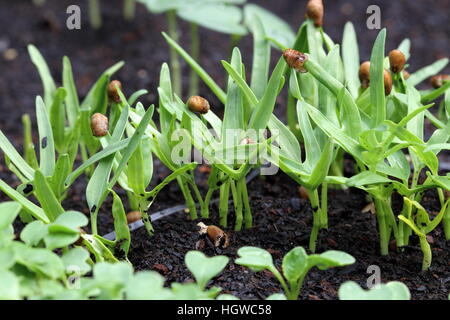 Crescente Ipomoea aquatica o noto anche come Kang Kong Foto Stock