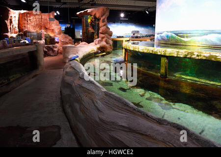 Becken und Aquarien Sylt-Aquarium im, Westerland, Sylt, nordfriesische isole, Nordfriesland, Schleswig-Holstein, Germania Foto Stock
