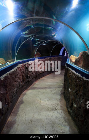 Fischtunnel Sylt-Aquarium im, Westerland, Sylt, nordfriesische isole, Nordfriesland, Schleswig-Holstein, Germania Foto Stock