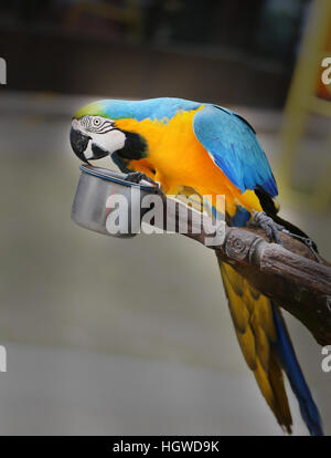 Foto divertenti con grande bella macaw parrot Foto Stock