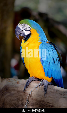 Foto divertenti con grande bella macaw parrot Foto Stock