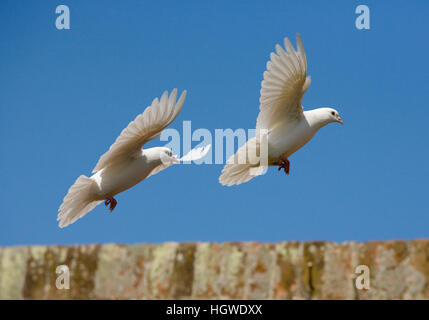 Fan-Tailed domestici Piccioni in volo contro un cielo blu Foto Stock