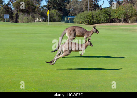 Jumping canguro rosso Macropus rufus su Melbourne Australia campo da golf Foto Stock