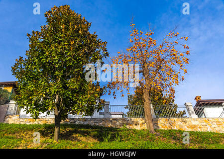 Di cui è stato eseguito il rip Persimmon orange frutti (sa anche come Kaki) su un albero nel giardino. Villaggio di montagna in Italia Foto Stock