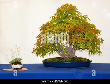 Montante informale Acer Palmatum bonsai con multi linea sul display in una mostra locale a Belfast Irlanda del Nord Foto Stock