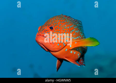 Coral pesce cernia (Cephalopholis miniata), Lhaviyani Atoll, Maldive Foto Stock