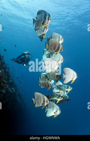 I subacquei osservare il gruppo di longfin (batfish Platax teira), relitto del tonnetto striato II, Lhaviyani Atoll, Maldive Foto Stock