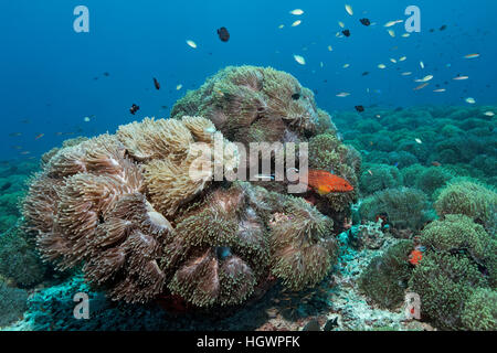 Ricoperta di corallo, magnifica attinie (Heteractis magnifica), coral hind (Cephalopholis miniata), con wrasse Foto Stock