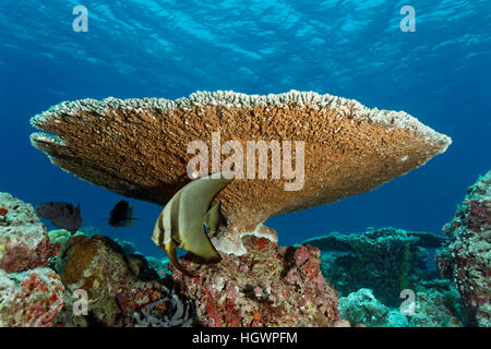 Giovani longfin (batfish Platax teira), nascondere sotto il tavolo robusto coral (Acropora robusta), Lhaviyani Atoll, Maldive Foto Stock