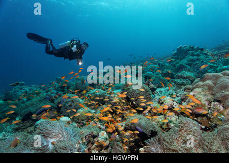 Coral reef con magnifiche attinie (Heteractis magnifica), e giallo musdea americana (Anthiidae), diver osservando Foto Stock