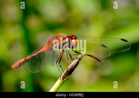 Colpo vicino di una libellula che poggia appollaiato sulla punta di un gambo della pianta con fuoco sull'occhio rosso che sta riflettendo il sole, circa decollare. Foto Stock