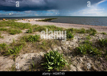 Rainshowers nella distanza come si vede dalla lunga spiaggia a Stratford, Connecticut. Adiacente alla grande unità di Prati di McKinney National Wildlife Refug Foto Stock