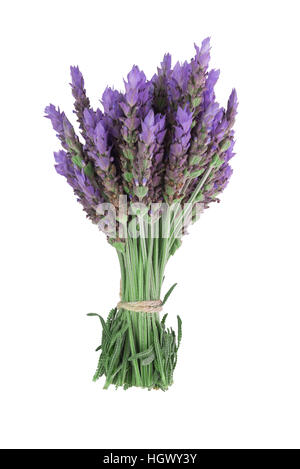 Mazzo di fiori di lavanda isolati su sfondo bianco Foto Stock