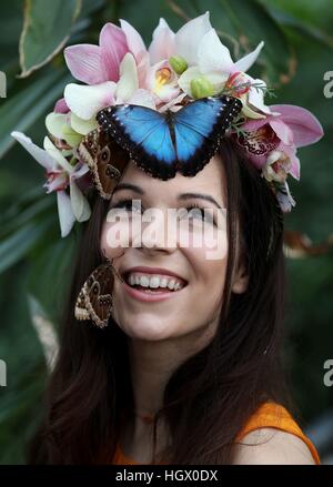 Modello Jessie può Smart con Blue Morpho e gufo gigante farfalle durante un photocall per RHS Wisley giardino di farfalle in The Glasshouse mostra a Woking, Surrey. Foto Stock