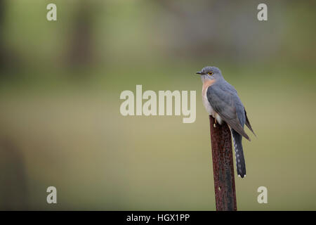 Ventola cuculo codato (cacomantis flabelliformis) - Australia Foto Stock