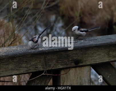 Alimentazione Snowbuntings, Schlosspark, Berlino, 2017 Foto Stock