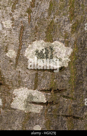 Il Lichen Lecidella elaeochroma sulla corteccia di albero, Alblasserdam, South Holland, Paesi Bassi Foto Stock