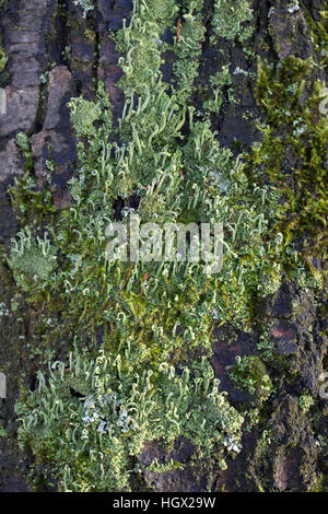 Diverse specie di licheni (o.a. Pixie Cup, Cladonia sp.) sulla corteccia di albero, Alblasserdam, South Holland, Paesi Bassi Foto Stock