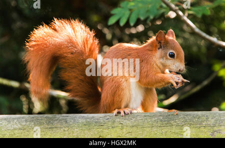 Captive scoiattolo rosso presso il British Centro faunistico, Surrey, England, Regno Unito Foto Stock