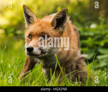 Red Fox presso il British Centro faunistico, Surrey, England, Regno Unito Foto Stock