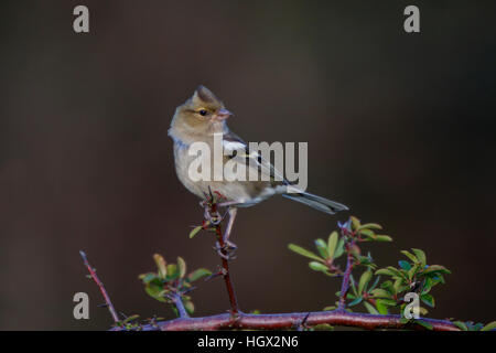 Fringuello Fringilla colebs femmina adulta appollaiato Foto Stock