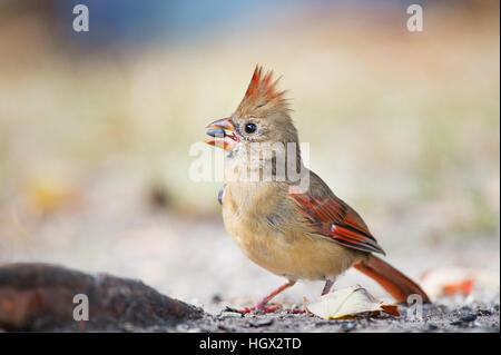 Una femmina di Northern Cardinale tiene un seme nel suo becco come si mangia a terra Foto Stock