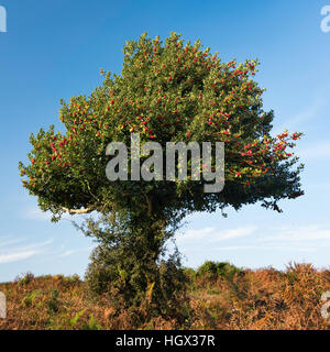 Holly Tree nella nuova foresta vicino la Bolderwood unità ornamentali. Hampshire, Inghilterra, Regno Unito Foto Stock