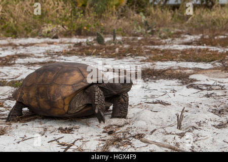 Giovani gopher - tartaruga Gopherus polyphemus Foto Stock