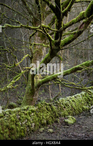 Regno Unito, Inghilterra, Derbyshire, Cressbrook Dale in inverno, coperte di muschio e struttura in pietra della parete a parete Foto Stock