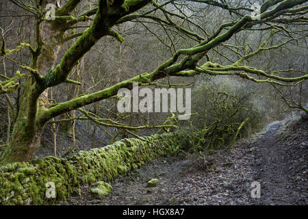 Regno Unito, Inghilterra, Derbyshire, Cressbrook Dale in inverno, coperte di muschio e struttura in pietra parete parete accanto a percorso Foto Stock