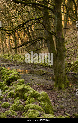 Regno Unito, Inghilterra, Derbyshire, Cressbrook Dale in inverno, parete di muschio e alberi accanto a stream Foto Stock