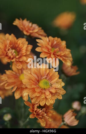 Crisantemo 'Enbee bronzo nozze" Foto Stock