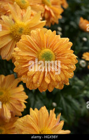 Crisantemo "Orange Enbee nozze" Foto Stock