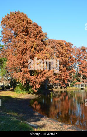 Scena di caduta lungo lago Greenfield in Wilmington North Carolina. Foto Stock