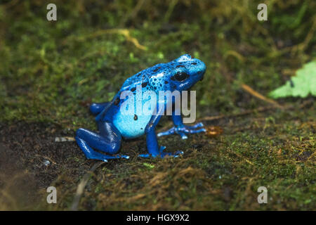 Blue poison dart (rana Dendrobates tinctorius 'azureus') - animali in cattività a vivere nella foresta pluviale, Berkshire, Regno Unito Foto Stock