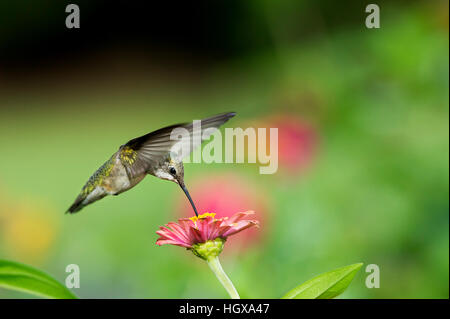 Una femmina di Ruby-throated Hummingbird feed di una Zinnia fiore nella parte anteriore di una dolce sfondo verde. Foto Stock
