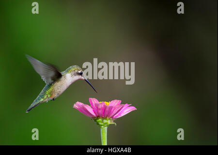 Una femmina di Ruby-throated Hummingbird posiziona il puntatore del mouse su questa rosa luminoso Zinnia fiore mentre si alimenta. Foto Stock