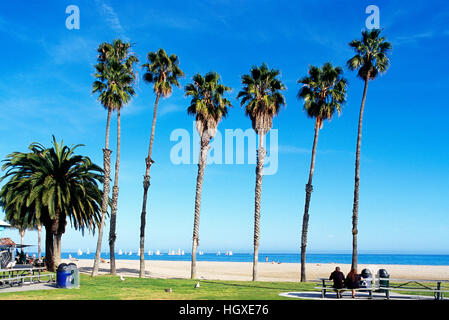 Santa Barbara, California, Stati Uniti d'America - Palm alberi che crescono nel Parco litorale lungo il litorale Drive e Waterfront Beach Foto Stock