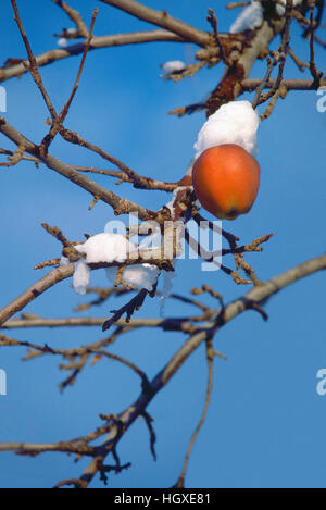 Congelati e coperta di neve Apple appeso su Orchard ramo di albero Foto Stock