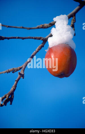 Congelati e coperta di neve Apple appeso su Orchard ramo di albero Foto Stock