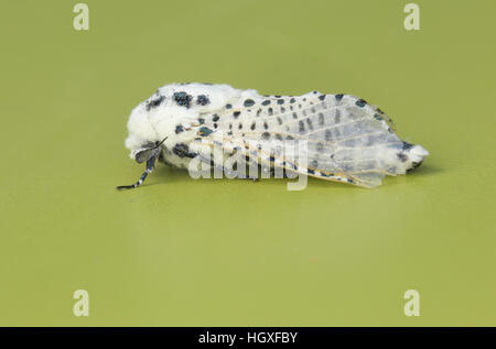 Leopard Moth (Zeuzera pyrina), contro uno sfondo verde Foto Stock