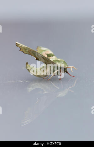 Lime Hawk-moth (Mimas tiliae), in appoggio sulla superficie lucida, con riflessione Foto Stock