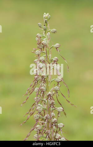 Lizard Orchid (Himantoglossum hircinum), il primo a Norfolk per 60 anni Foto Stock